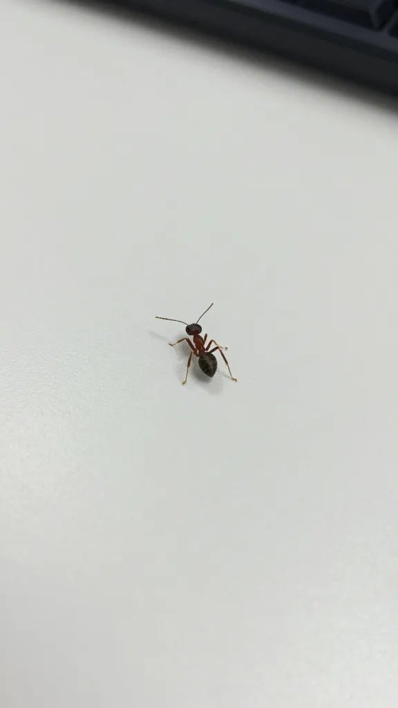closeup of a lone ant trail on a clean white countertop